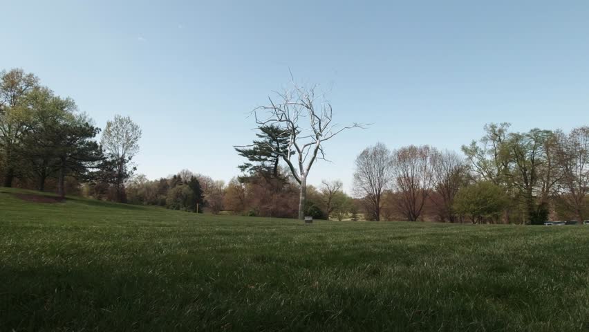 Placebo Metal Silver Tree at Saint Louis Art Museum Along Fine Arts Drive Near Art Hill in St Louis, Missouri, USA.