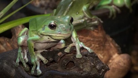Super cute green tree frog swallows a cricket.