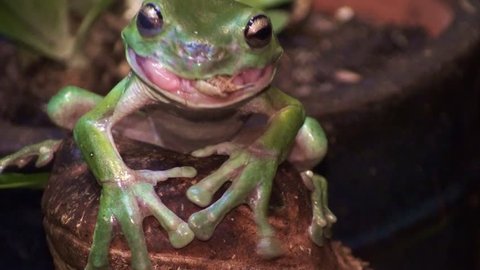 A beautiful Australian green tree frog swallow s a live cricket up close.