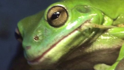 A beautiful Australian green tree frog opens its mouth wide while shedding its skin.