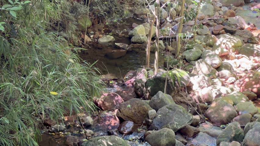 Mountain river flowing between and over the rocks with green bushy vegetation