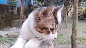 pet cats different actions, emotions in the garden, HD stock video footage.