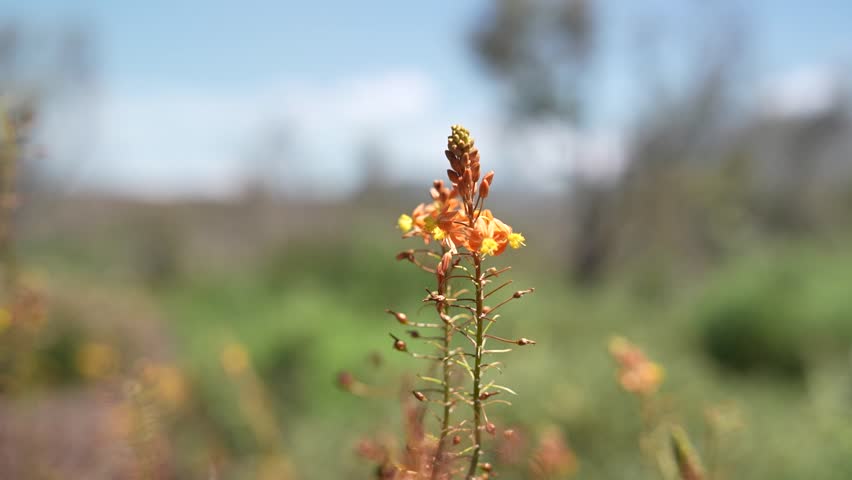 Vibrant Orange Bulbine plant sway gracefully in the gentle breeze on farm. Against the backdrop of lush greenery, a person passes behind the plant, but we do not see their face. Medium Shot.