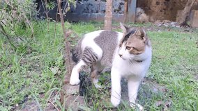 pet cats different actions and emotions in the garden, 4k stock video footage.