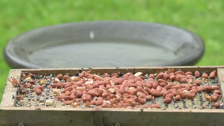 Grey Squirrel (Sciurus carolinensis) climbing up onto a garden bird table to eat peanut. May, Kent, UK. [Slow motion x5]