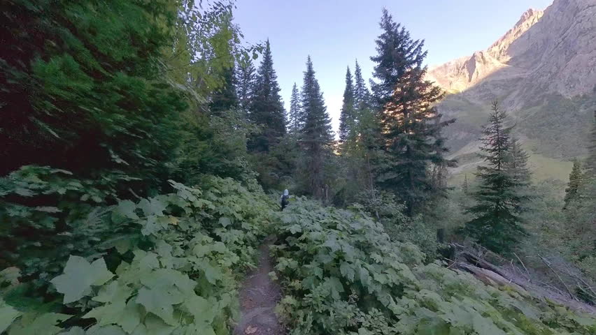 Hiking Through and Eating Thimbleberries Along Trail in Glacier National Park