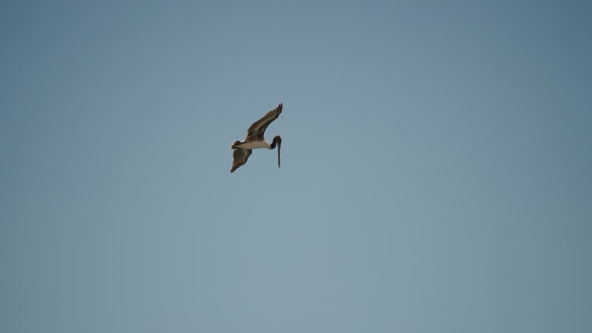 Pelican Flying Towards The Water To Dive For Fish In Baja California Sur, Cabo San Lucas, Mexico. - tracking shot