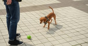 Lovely small dog playing in the city square with the green ball 4k footage. Dachshund, sausage dog, mixed breed in the autumn spring season High quality 4k footage