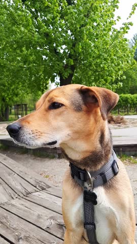 Cute doggy ​​muzzle. Dog lifestyle. Close-up profile of young mongrel dog on blurred background of summer park. Hidden Lives of Pets. Vertical video