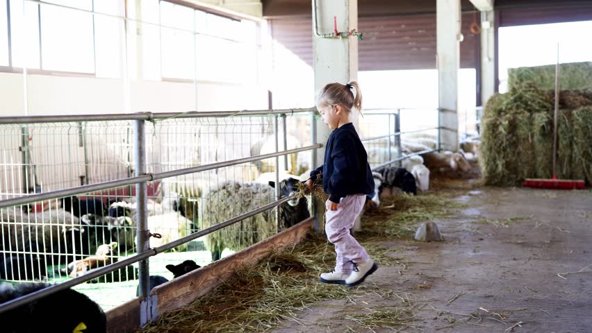 Child feeding a cow in the barn with a fence nearby