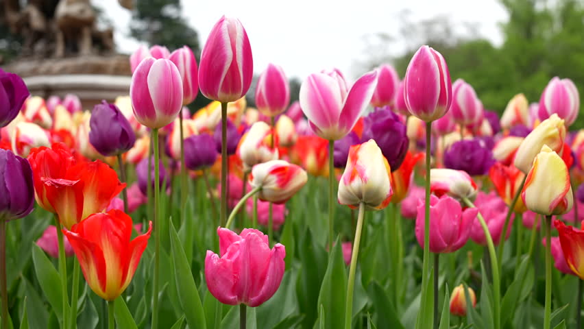 Tulip Flowers in Lyons Park, France