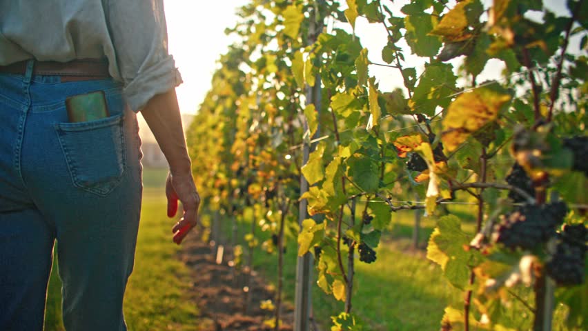 Woman walking down hill away from camera. Gently touching with hand large green leaves of vineyard. Farmer enjoying successful season. Getting ready for harvest. Sun shining bright in background.