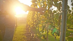 Woman walking down hill away from camera. Gently touching with hand large green leaves of vineyard. Farmer enjoying successful season. Getting ready for harvest. Sun shining bright in background. - Powered by Shutterstock - Get 15% off with code: PIKWIZARD15