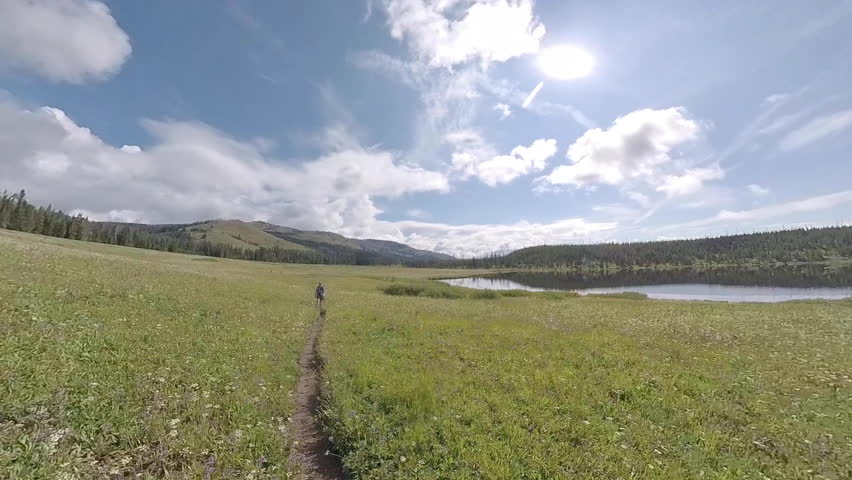 Man Hikes Along Dirt Trail through Yellowstone Meadow in Summer