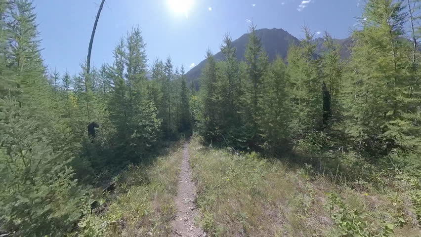 Open Trail through Pine Trees Heading toward Upper Kintla Lake