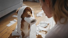Naughty pet feeling guilty making mess in living room close up. Dissatisfied woman scolding at disobedient dog wrapped in toilet paper. Cute puppy holding napkins roll in mouth looking at female owner - Powered by Shutterstock - Get 15% off with code: PIKWIZARD15