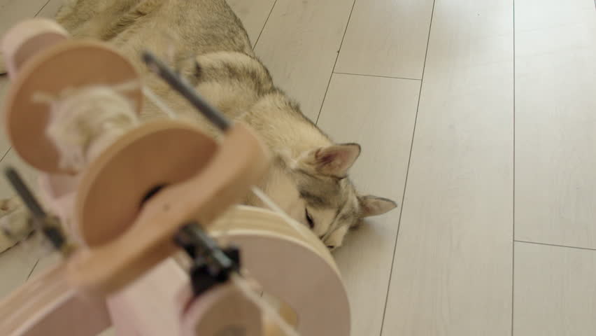 Fibre craft scene: Spinning wheel makes yarn, dog sleeps, copy space