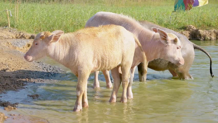 A herd of Albino buffalo, white buffalo plays in the water and looks at the camera in Thailand.
