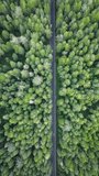 Vertical Screen: An Aerial View Shows A Solitary Car Driving Through A Lush, Vibrantly Green Forest, Offering A Peaceful And Mesmerizing Scenic Drive. 