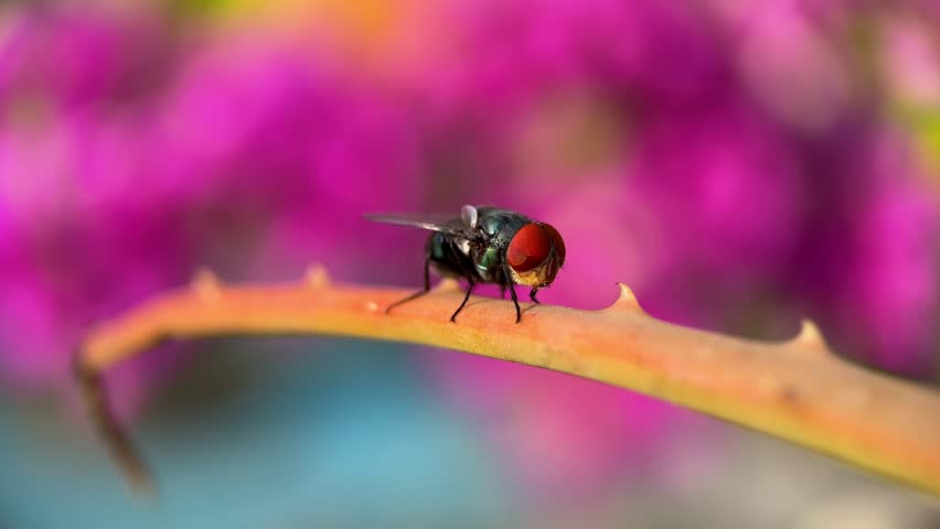 A small black and red fly is perched on a leaf. The image has a calm and peaceful mood, as the fly is simply resting on a branch