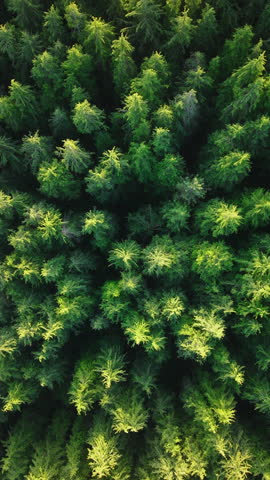 Vertical Screen: Lush Green Canopy of Washington Forest Captured from Above, Highlighting the Vibrant Natural Colors. 4K Footage. 