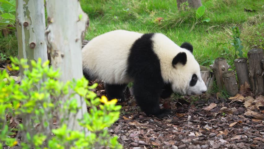 Close-up of a free panda walking realx  playing in a tree, climbing on the tree at Chengdu China