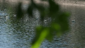 Seagulls on the Lake. 4 k video