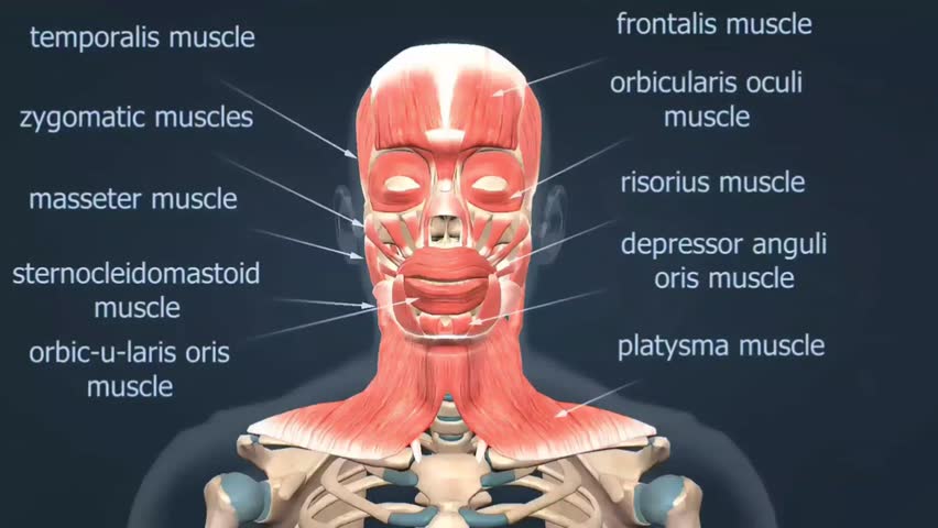 Anatomy of human muscles of the head Royalty-Free Stock Footage #3502658991