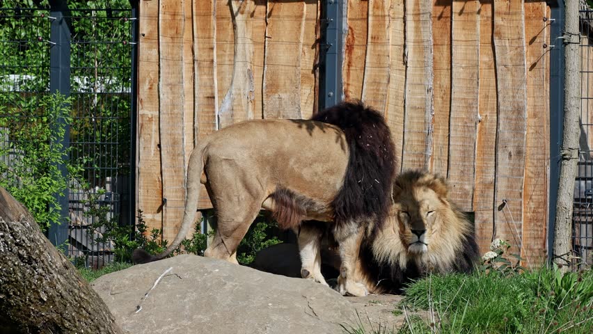 The lion, Panthera leo is one of the four big cats in the genus Panthera and a member of the family Felidae.