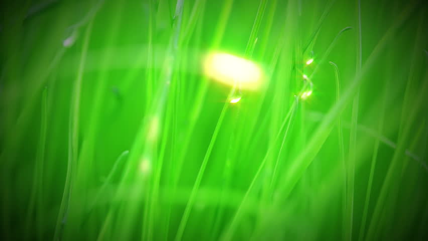 Fresh grass close up. Drops of water are creeping on stems and shining in the