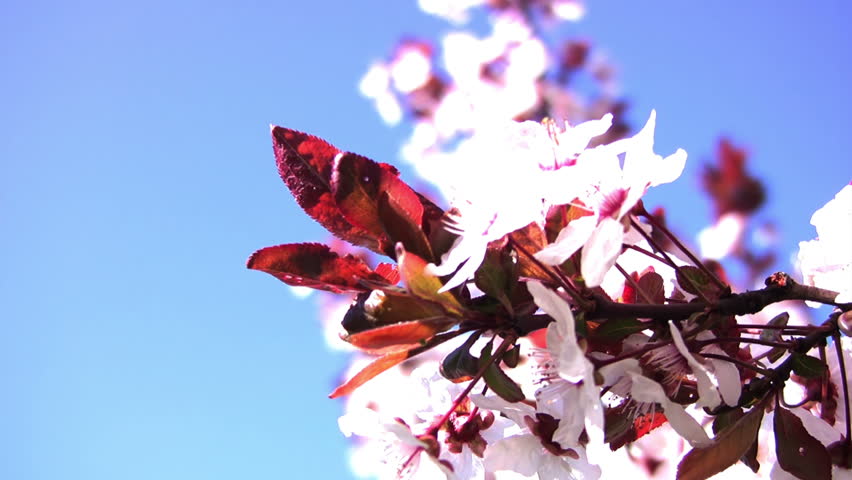 Clear blue sky. Bright sunlight. Branch with white cherry blossom closeup