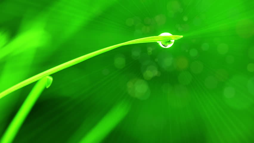 Green background. A blade of grass with a drop of water in the foreground. Rays