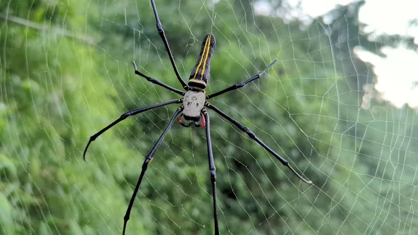 Big spider in the middle of the nest waiting for prey trapped in its web, video zoom out, nature stock video. 