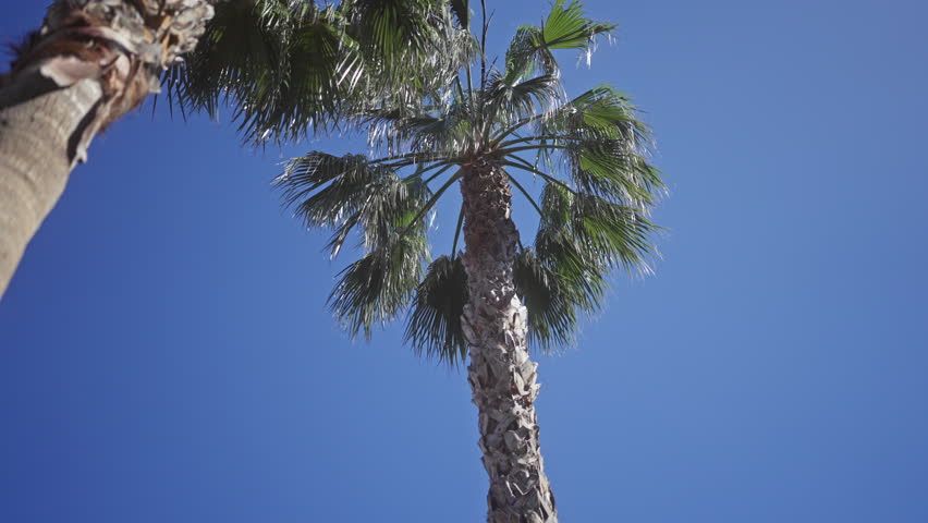 Low-angle view of a palm tree against a clear blue sky, embodying tropical, nature, outdoor, travel, and summer concepts.