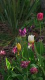 Springtime Tulips  in the Evening Rain. Beautiful Colorful Tulips in the Rain Drops in the Spring Garden. Many Multicolored Tulips Grow in a Flower Bed. Gardening Vertical video