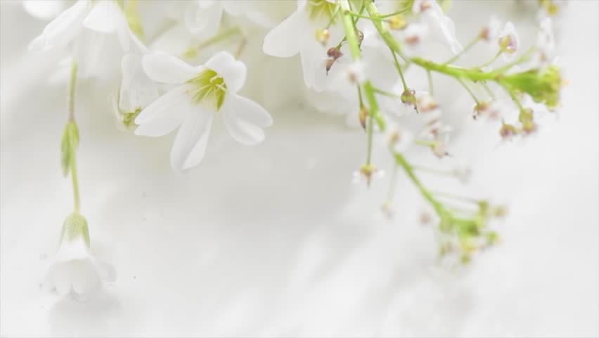 Beautiful tiny wild flowers bunch over white background, soft pastel colours, beauty invitation card design, wedding, birthday border art. Macro shot, nature. Slow motion