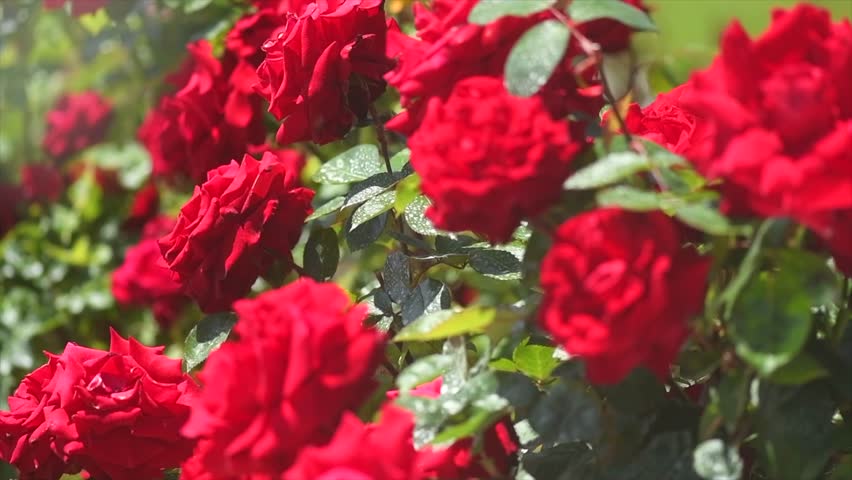 Red roses blooming in a garden, close up. Gardening, landscape design. Rose flowers growing, over green grass background. Landscaping, flower bed. 
