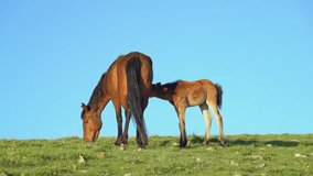 Young brown foal drinking it's mothers milk. A little cute chestnut pony foal sucking mother's milk. Horses (Equus caballus), mare suckling foal, animal child. Wild horse. - Powered by Shutterstock - Get 15% off with code: PIKWIZARD15
