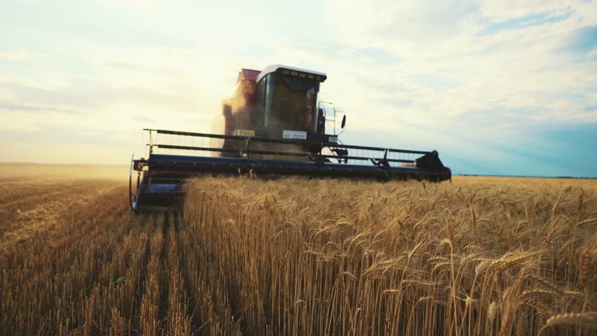 Modern working combine harvester harvesting ripe wheat on agricultural farm field at golden sunset. Farmland, harvest using machinery equipment. Food production, farming job agribusiness concept.