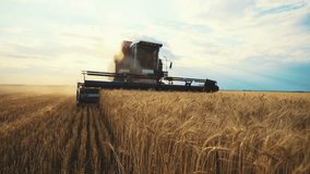 Modern working combine harvester harvesting ripe wheat on agricultural farm field at golden sunset. Farmland, harvest using machinery equipment. Food production, farming job agribusiness concept. - Powered by Shutterstock - Get 15% off with code: PIKWIZARD15