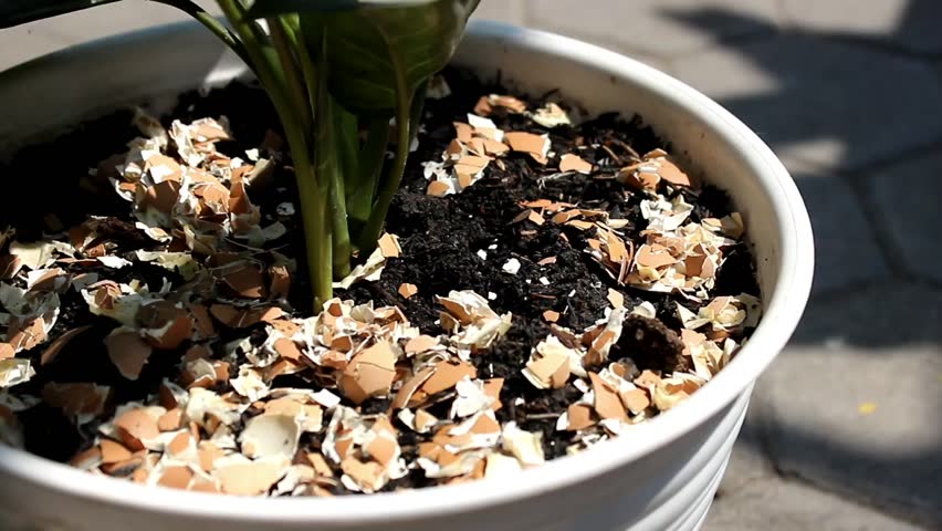 The egg shells on a plant are useful as plant fertilizer and as a deterrent to plant pests
