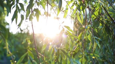 Closeup view of beautiful green leaves of weeping willow tree in sunset sunlight outdoors.