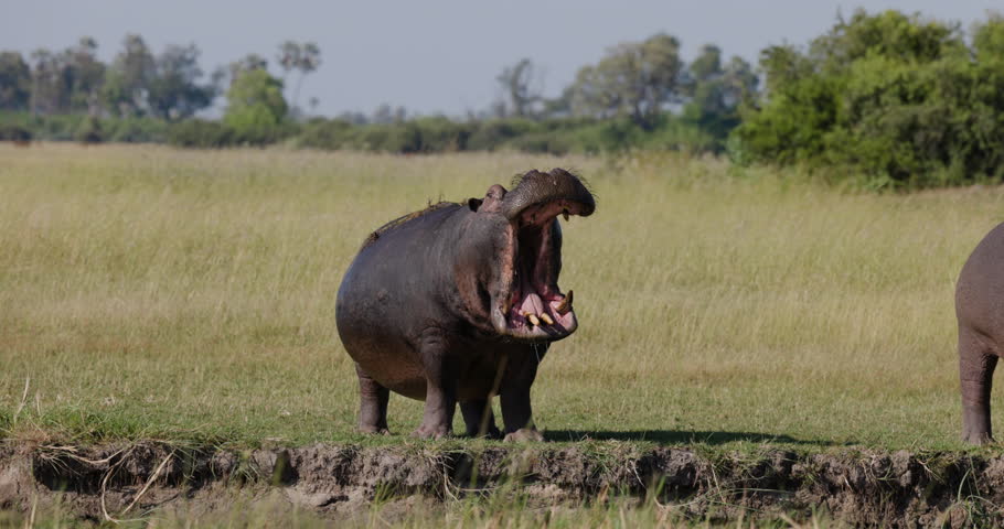 Slow motion close-up.  Hippopotamus yawning on a riverbank in the Okavango Delta.  