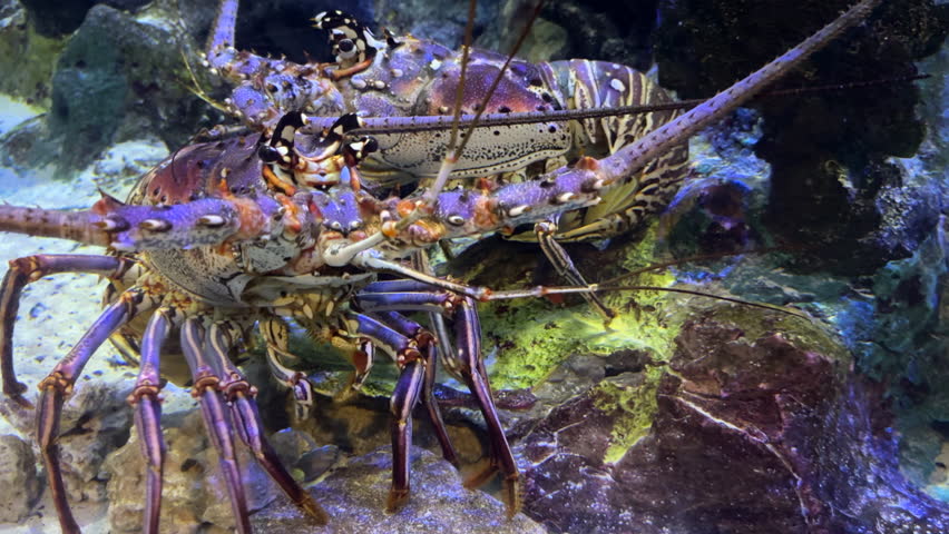Closeup of the fused head and thorax of a Caribbean spiny lobster (binomial name: Panulirus argus) moving some of its legs slowly near another spiny lobster in a coastal aquarium in southwest Florida