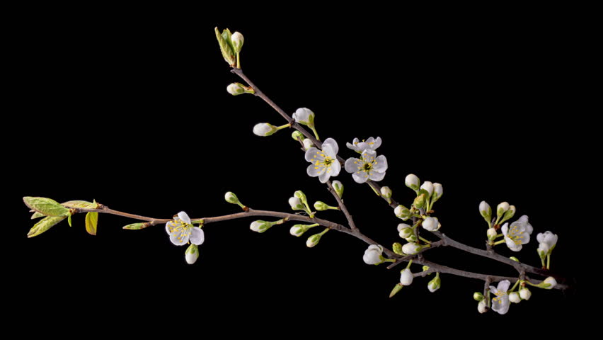 Spring flowers opening. Beautiful Spring Apricot tree blossom open time lapse, extreme close up. Time lapse of Easter fresh white blossoming apricot closeup.