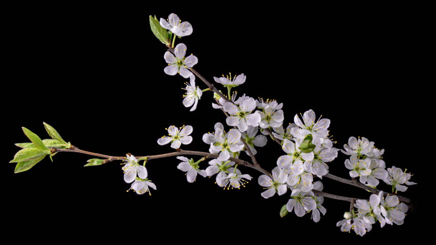 Spring flowers opening. Beautiful Spring Apricot tree blossom open time lapse, extreme close up. Time lapse of Easter fresh white blossoming apricot closeup.