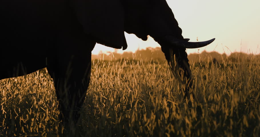 Close-up cropped view. Elephant feeding in the golden sunset light in the African bush