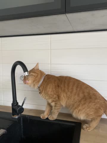 red cat drinking water in the kitchen from the sink faucet