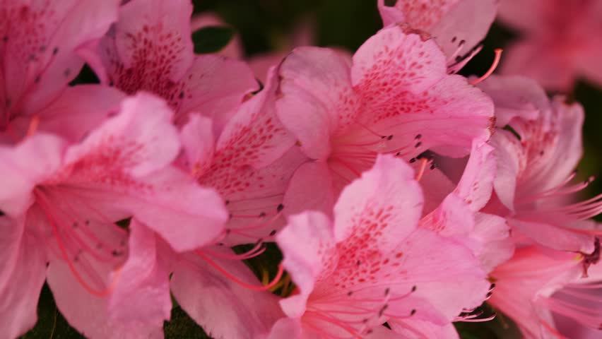 Vibrant Pink Azaleas in Full Bloom - Perfect for Springtime Garden Themes