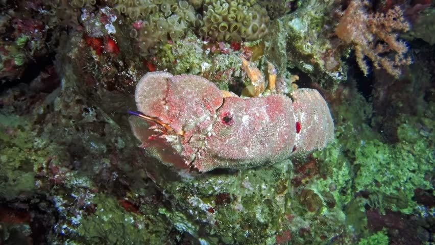 Mid-range shot of a vibrant mantis shrimp, Odontodactylus scyllarus, peeking from a crevice in the coral reefs of the Red Sea, partly obscured by the rocky environment. Macro slow motion.